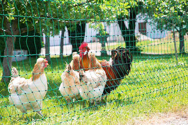 Geflügelnetz 106 cm ohne Stromleiter***
