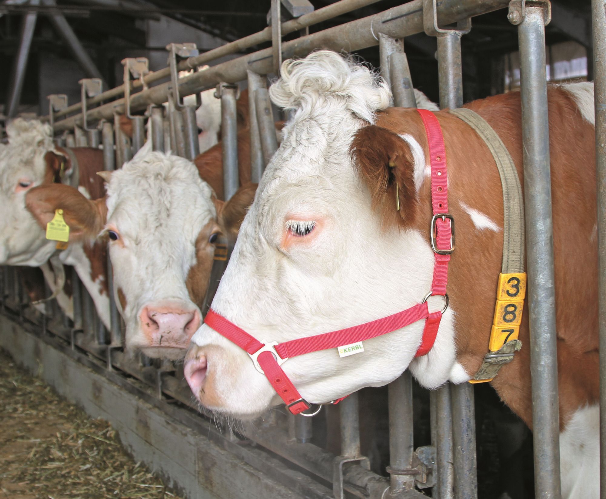 Kuhhalfter Nylon verstellbar mit DS