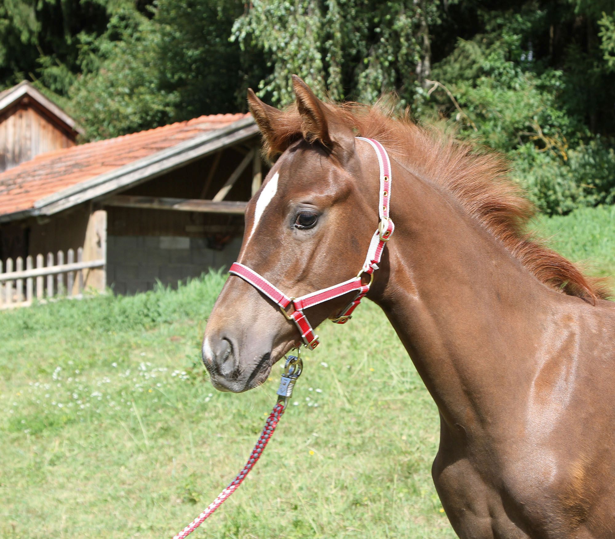 Nylon Fohlenhalfter Exclusiv