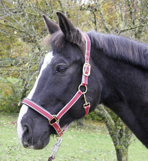 Nylon-Stallhalfter Exclusiv Gr. 1