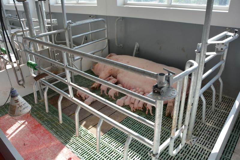 Sau mit Ferkel liegt in der Bewegungsbucht Simply Free