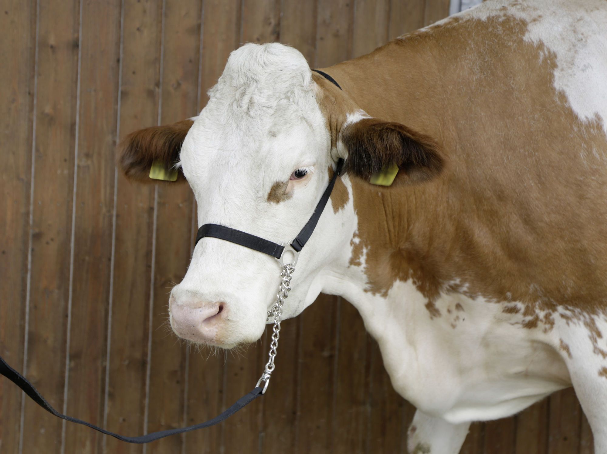 Vorführhalfter Nylon