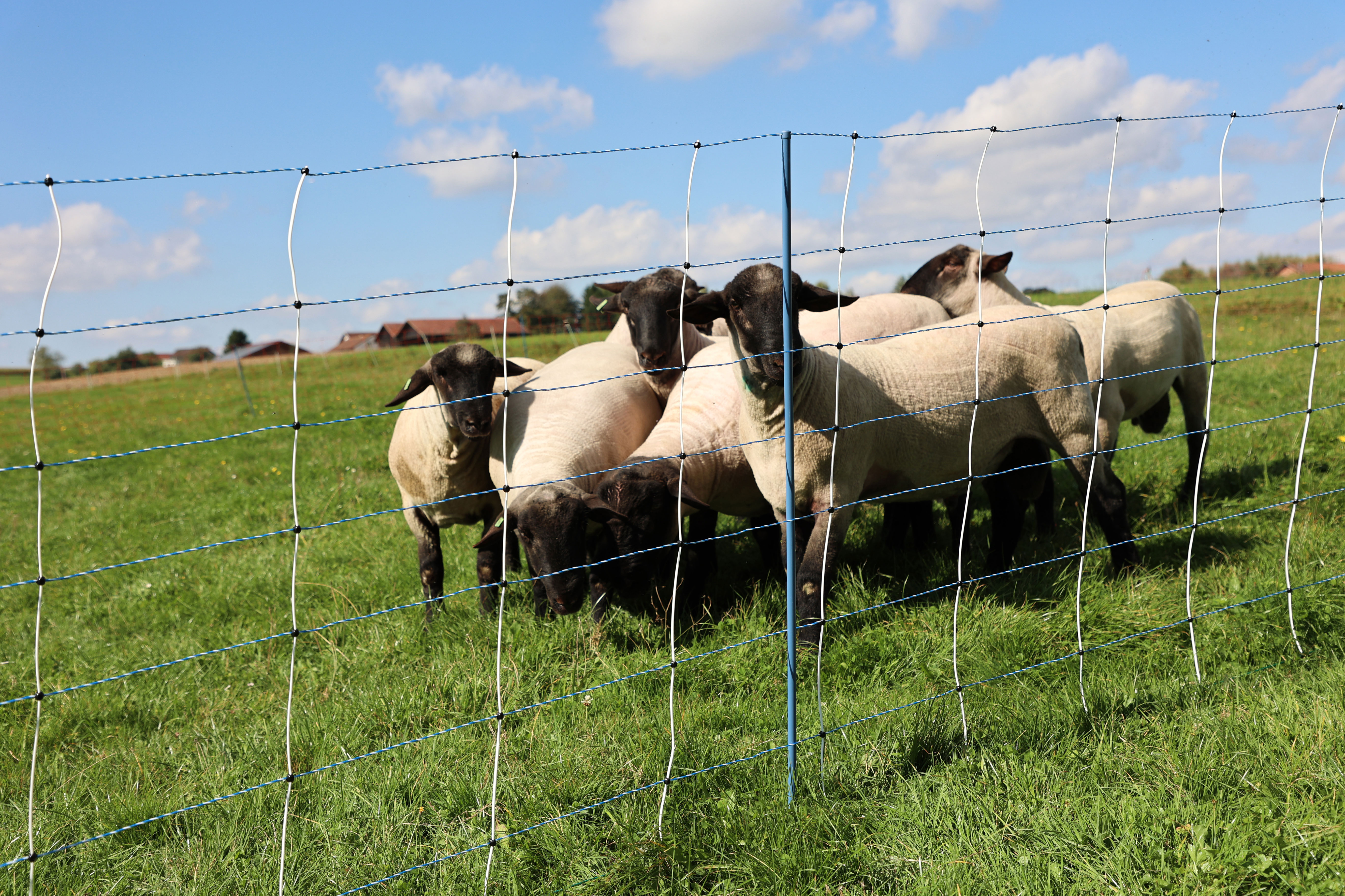 Schafnetz AKO TitanNet Premium Vario