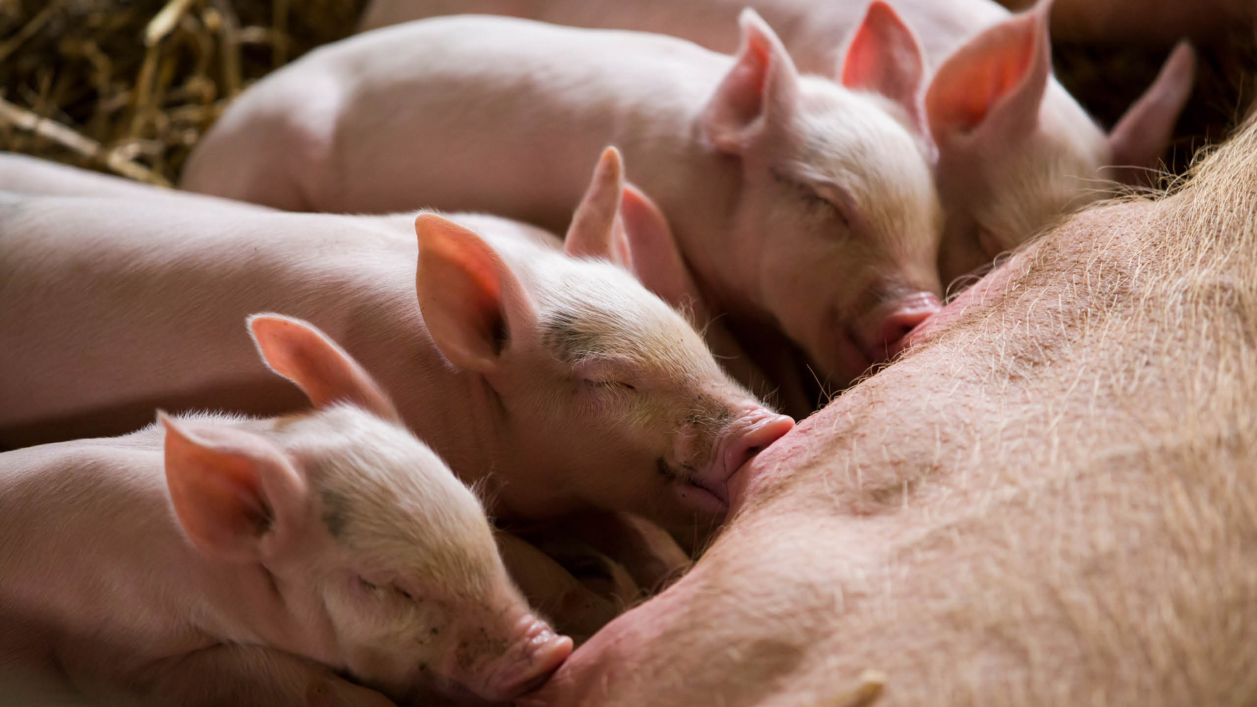 Saugende Ferkel