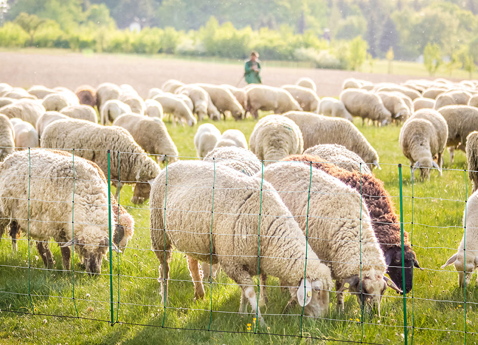 Schafnetz Titan-Net ***